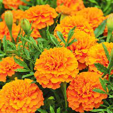 Бархатцы "Повний місяць" 0,5г